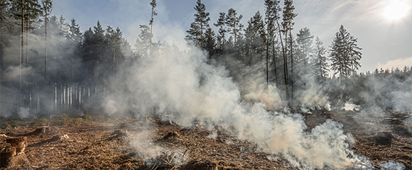 SIS Nyhetsbrev 2 2022 - Stoppa svenska skogsbränder
