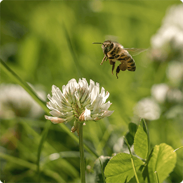 SIS_Nyhetsbrev_mars2026_Biologisk-mångfald