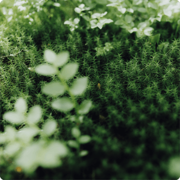 SIS_Nyhetsbrev_mars2026_Miljöledning-1